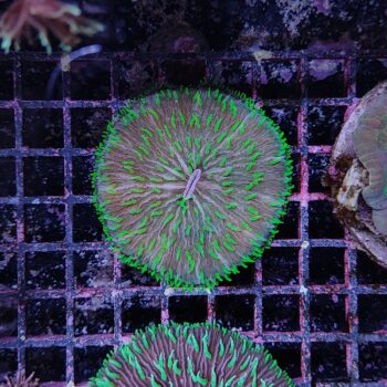 Fungia bicolor (50380)