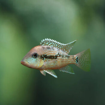 Geophagus alto sinu - Gold Dust Geophagus 2.5cm