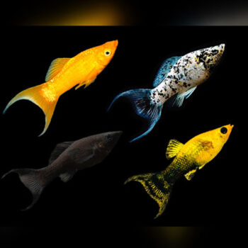 Poecilia sphenops- Molly assorted 4.5-5cm