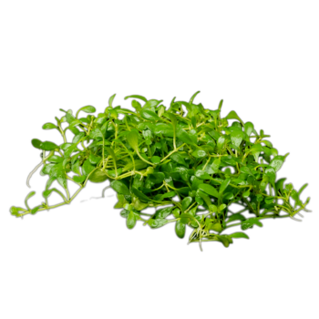 Stoffels Glossostigma elatinoides