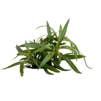 Stoffels Pogostemon stellatus (Eustralis)