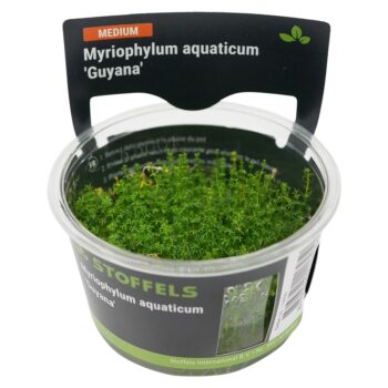 Stoffels Myriochylum aquaticum Guyana in vitro