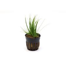 Stoffels Eleocharis aciccularis potted