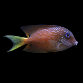 Ctenochaetus truncatus - Blue Eye Tang M