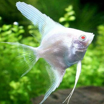Pterophyllum scalare - Albino Angelfish 4.5-5cm