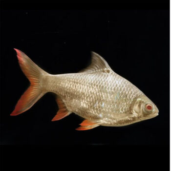 Barbodes schwanenfeldii - Albino Tinfoil Barb 6cm