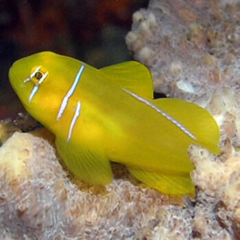 Gobiodon citrinus- Yellow Goby
