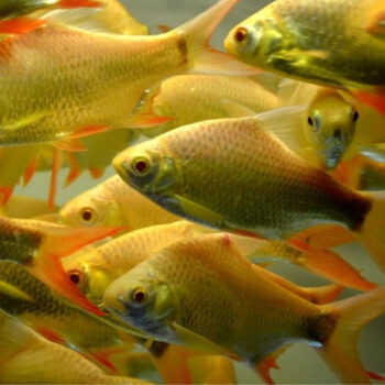 Barbodes schwanenfeldii - Golden Tinfoil Barb ML