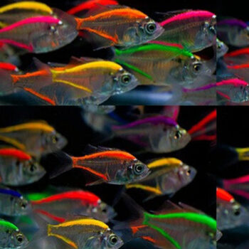 Parambassis ranga- Two Color Glass Fish M