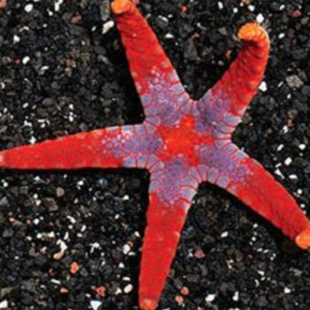 Fromia Spp. - Superman tile starfish