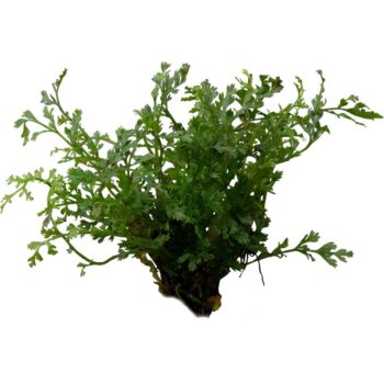 Stoffels Bolbitis Hetteroclita difformis