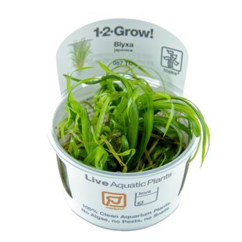 Tropica Blyxa japonica 1-2 grow