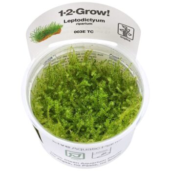 Tropica Leptodictyum riparium1-2-Grow