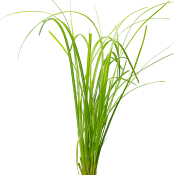 Stoffels Cyperus helferi (Topf)