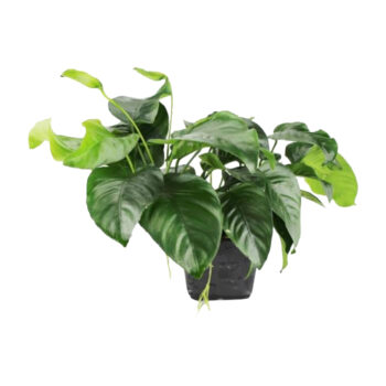 S.I Anubias barteri var. nana MP XL