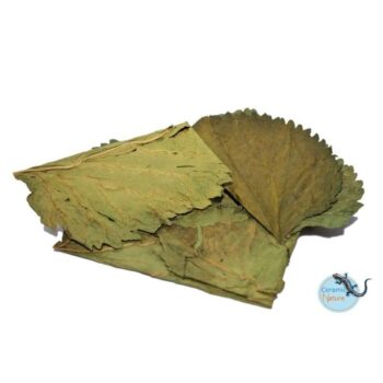 Ceramic Nature Mulberry Leaves 10 pcs