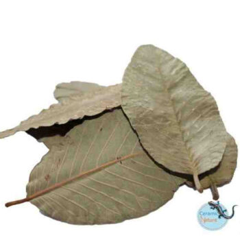 Ceramic Nature Guave Leaves 15pcs