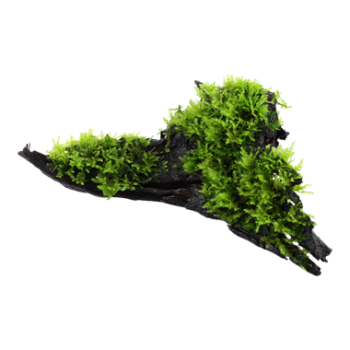 Stoffels Vesicularia dubyana on wood