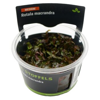 Stoffels Rotala macrandra in vitro