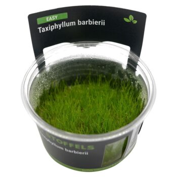 Stoffels Taxiphyllum barbieri in vitro