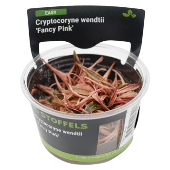 S.I Cryptocoryne wendtii fancy pink in vitro