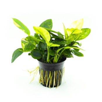 Stoffels Anubias nana marble