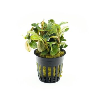 Stoffels Bucephalandra Malawi Pink