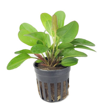 Stoffels Echinodorus Little bear