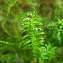 S.I Elodea canadensis