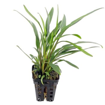 Stoffels Cryptocoryne x Willisli Lucens