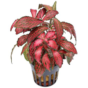 S.I Fittonia albivenis forest flame (Red)