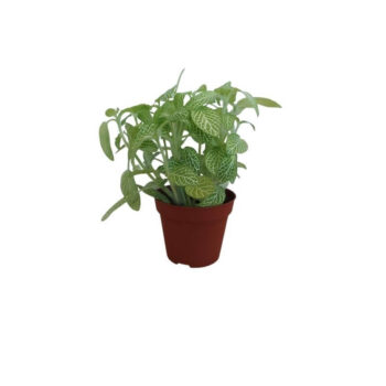 S.I Fittonia albivenis white tiger (Green)