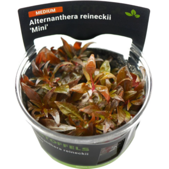 Stoffels Alternanthera reineckii 'Mini' in-vitro