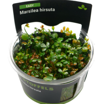 Stoffels Marsilea hirsuta In-vitro