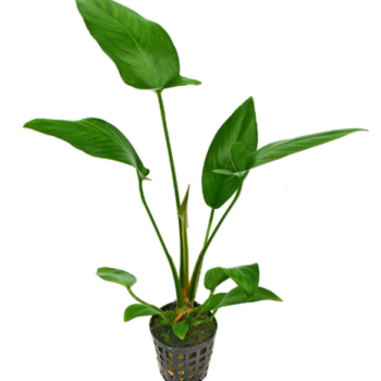 Stoffels Anubias hastifolia MP