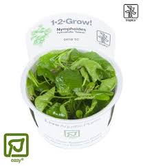 Tropica Nymphoides hydrophylla 'Taiwan' 1-2-Grow!