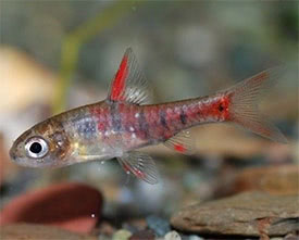 Enteromius jae - Jae Barb  2.5-3cm