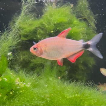 Hyphessobrycon Peugeoti - Tetra Levis 2-3cm