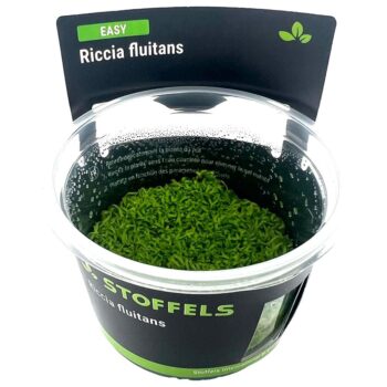 Stoffels Riccia fluitans in-vitro