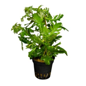 Stoffels Hygrophila difformis pot 5cm