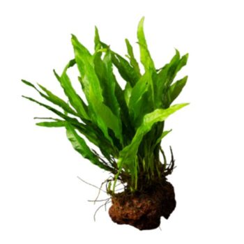 S.I Microsorum pteropus on Lavastone