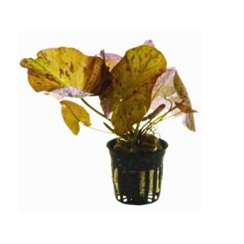 Stoffels Nymphaea lotus Red pot (Zenkeri )