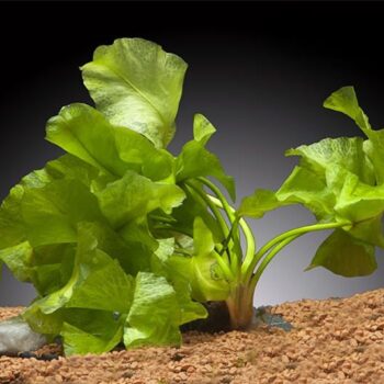 Stoffels Nuphar japonica (bulb)