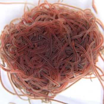 Stoffels Blackworms 45 ml. Live Food