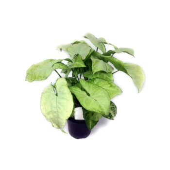 S.I Syngonium podophyllum white butterfly