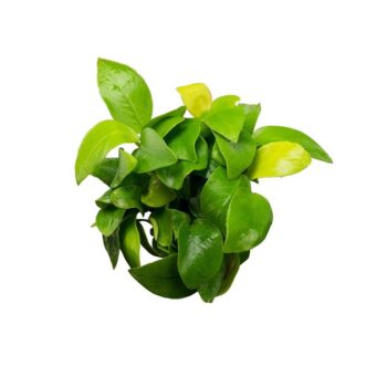 S.I Anubias barteri var nana "Golden" In-vitro