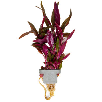 Tropica Alternathera reineckii Pink on clip