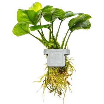 Tropica Anubias barteri coin leaf on clip