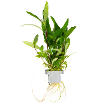 Tropica Hygrophila corymbosa siamensis 53B on clip