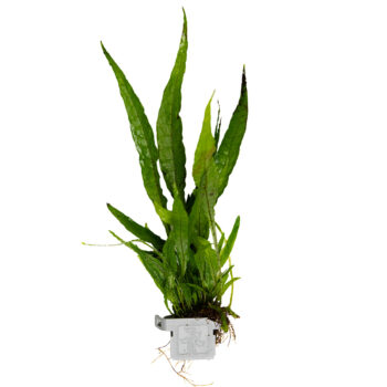 Tropica Microsorum pteropus on clip